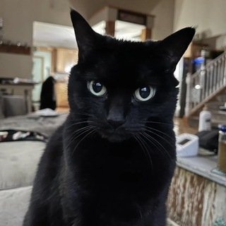 Gato Ads